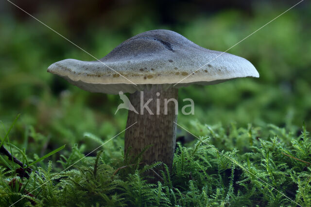 Zeepzwam (Tricholoma saponaceum)