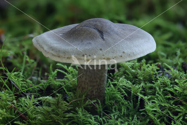 Zeepzwam (Tricholoma saponaceum)