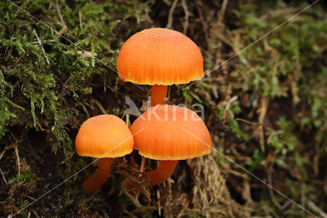 Gewoon vuurzwammetje (Hygrocybe miniata)