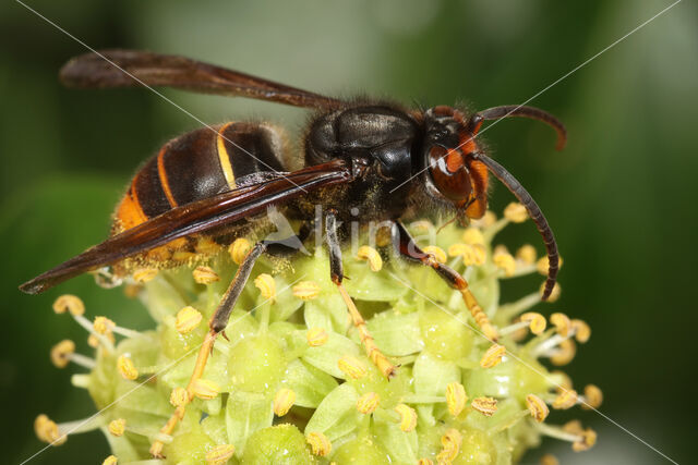 aziatische hoornaar (vespa velutina)