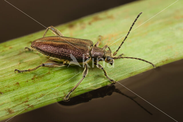 Donacia sparganii