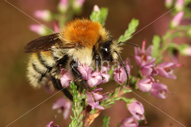 Heidehommel (Bombus humilis)