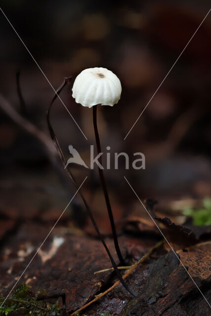 Wieltje (Marasmius rotula)