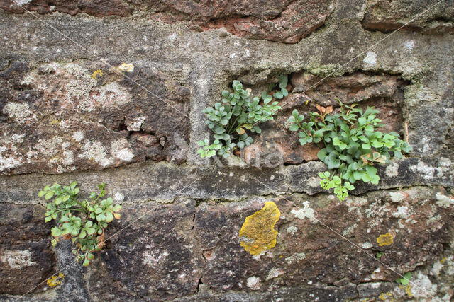 Muurvaren (Asplenium ruta-muraria)