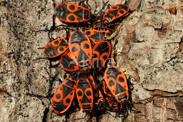 Vuurwants (Pyrrhocoris apterus)