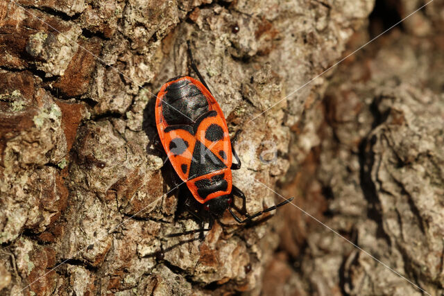 Vuurwants (Pyrrhocoris apterus)