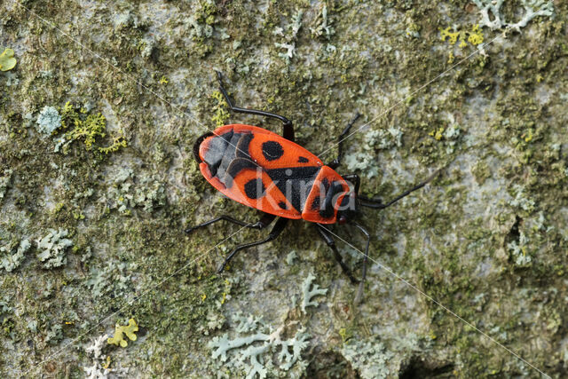 Vuurwants (Pyrrhocoris apterus)