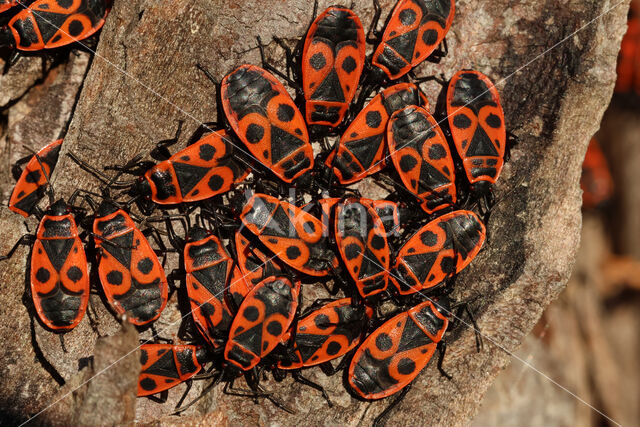 Vuurwants (Pyrrhocoris apterus)