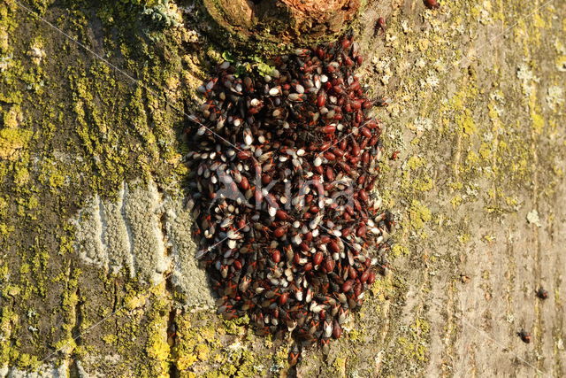 lindenspitskop (Oxycarenus Lavaterae)