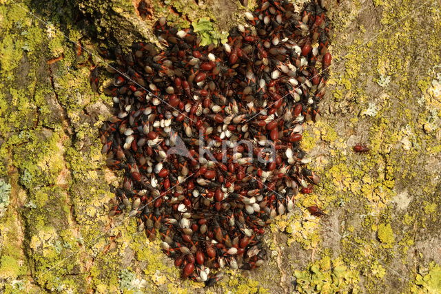 lindenspitskop (Oxycarenus Lavaterae)