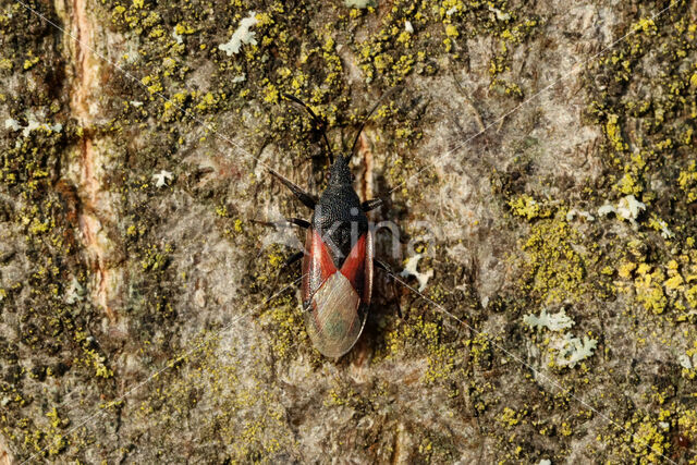 lindenspitskop (Oxycarenus Lavaterae)