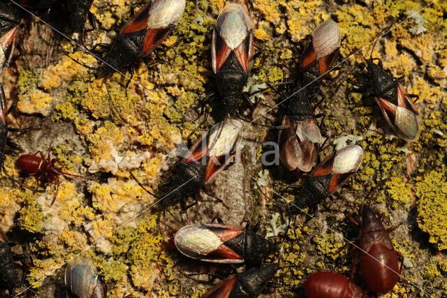 lindenspitskop (Oxycarenus Lavaterae)