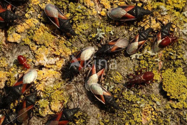 lindenspitskop (Oxycarenus Lavaterae)