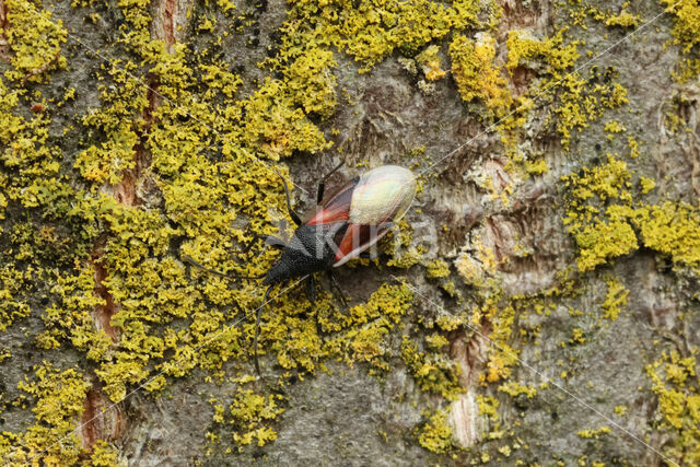 lindenspitskop (Oxycarenus Lavaterae)