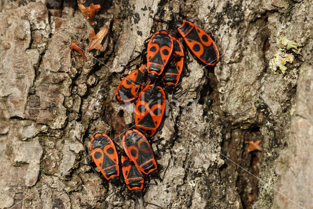 Vuurwants (Pyrrhocoris apterus)