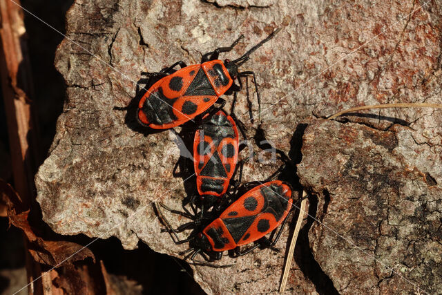 Vuurwants (Pyrrhocoris apterus)