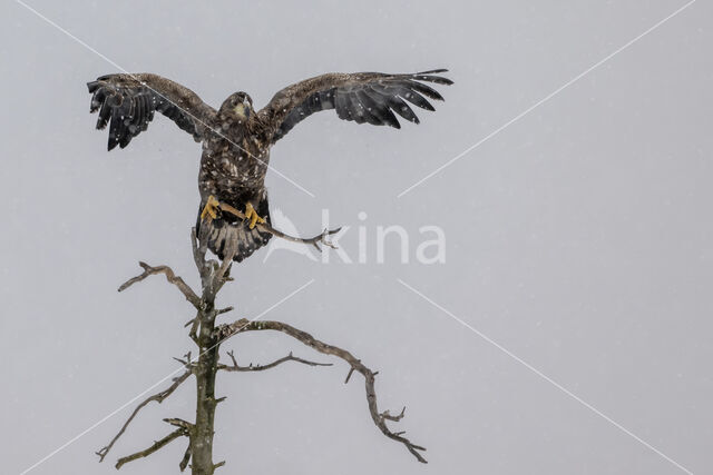 Zeearend (Haliaeetus albicilla)