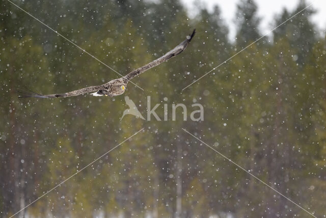 Zeearend (Haliaeetus albicilla)