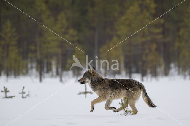 Wolf (Canis lupus)