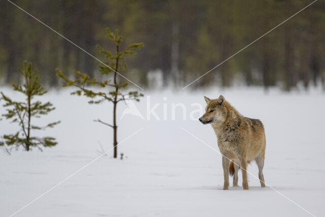 Grey Wolf (Canis lupus)