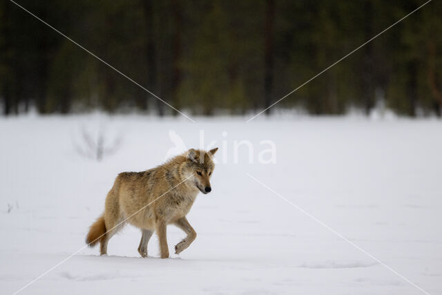 Wolf (Canis lupus)