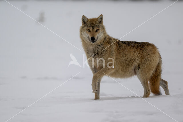 Wolf (Canis lupus)