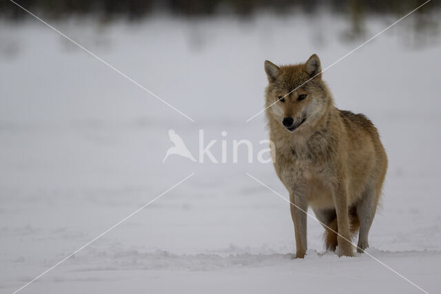 Wolf (Canis lupus)