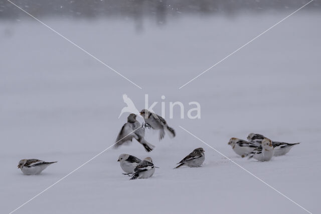 Sneeuwgors (Plectrophenax nivalis)