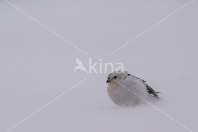 Sneeuwgors (Plectrophenax nivalis)