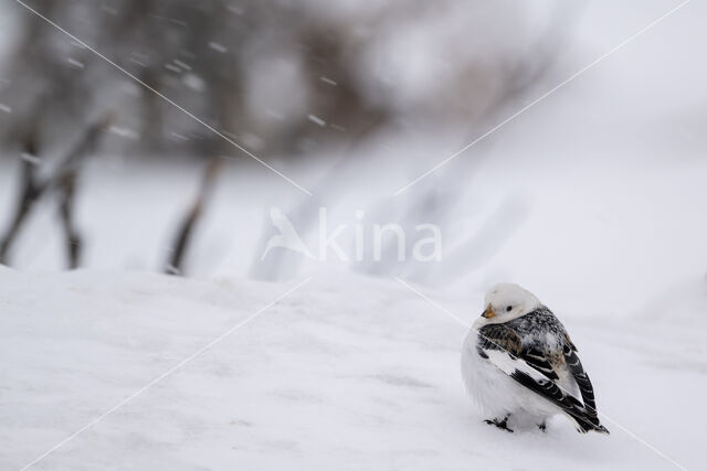 Sneeuwgors (Plectrophenax nivalis)