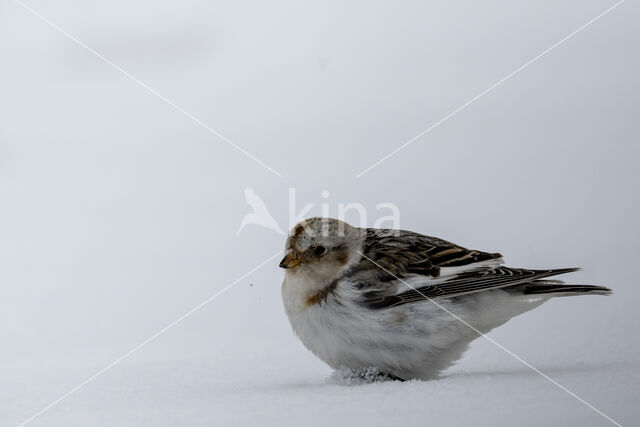 Sneeuwgors (Plectrophenax nivalis)