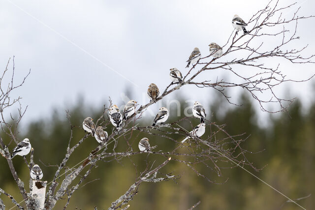 Sneeuwgors (Plectrophenax nivalis)