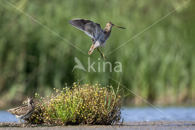 Watersnip (Gallinago gallinago)