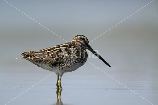 Watersnip (Gallinago gallinago)