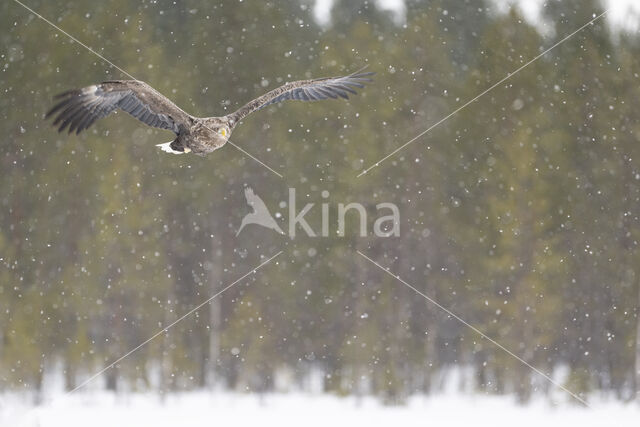 Zeearend (Haliaeetus albicilla)