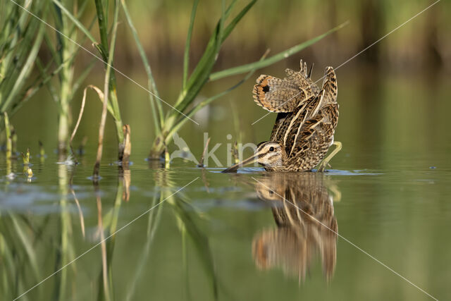 Watersnip (Gallinago gallinago)