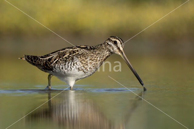 Watersnip (Gallinago gallinago)