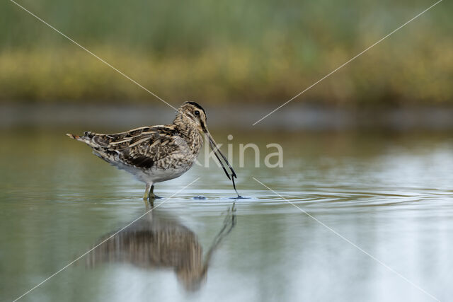 Watersnip (Gallinago gallinago)