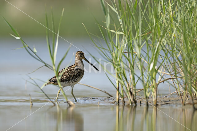 Watersnip (Gallinago gallinago)