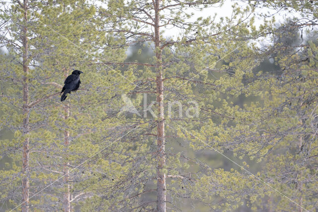 Raaf (Corvus corax)