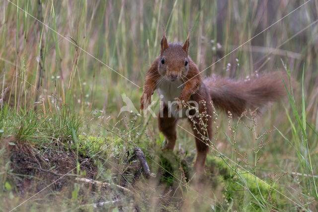 Eekhoorn (Sciurus vulgaris)