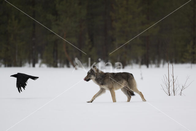 Wolf (Canis lupus)