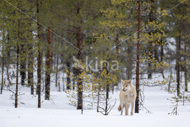 Wolf (Canis lupus)