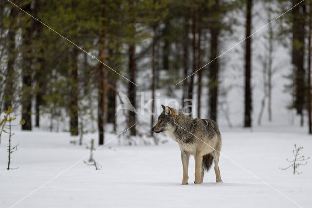 Wolf (Canis lupus)