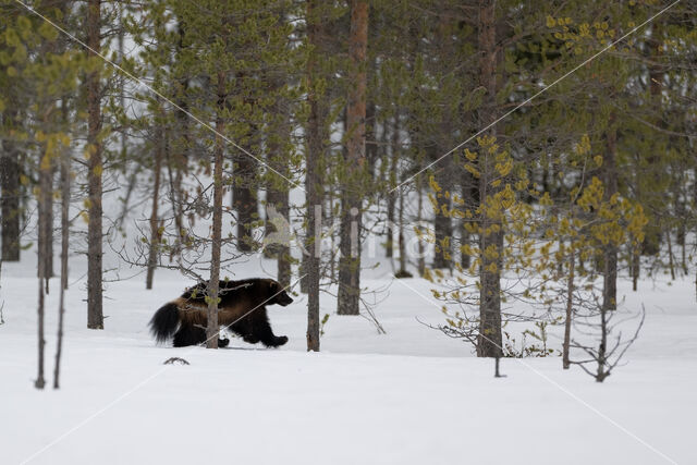 Veelvraat (Gulo gulo luscus)