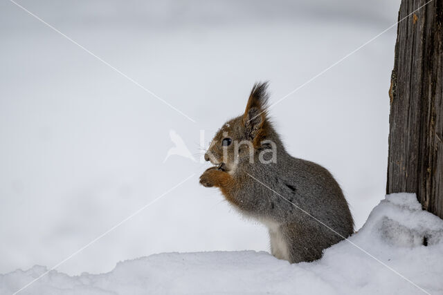 Eekhoorn (Sciurus vulgaris)