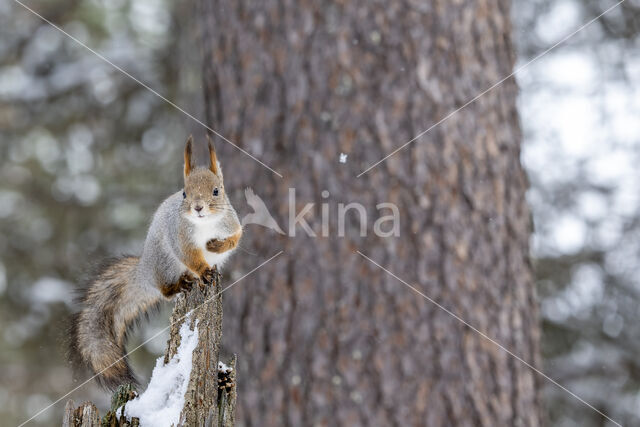 Eekhoorn (Sciurus vulgaris)