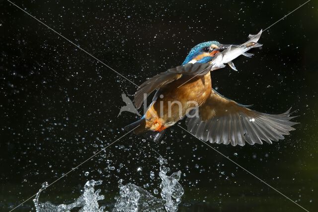 IJsvogel (Alcedo atthis)