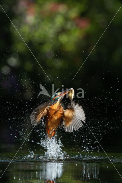 IJsvogel (Alcedo atthis)