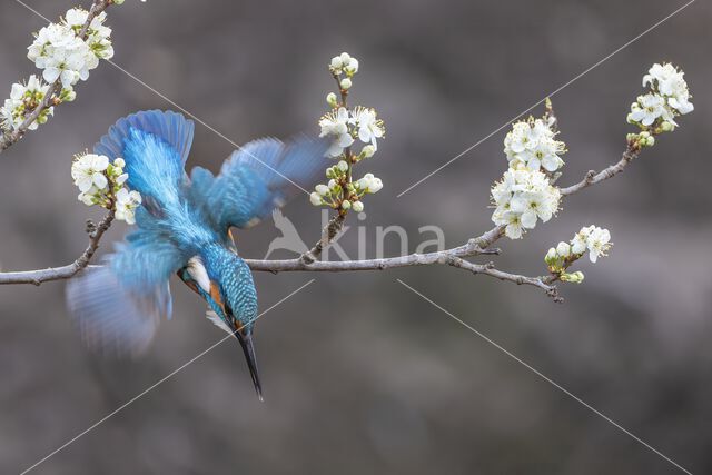 IJsvogel (Alcedo atthis)